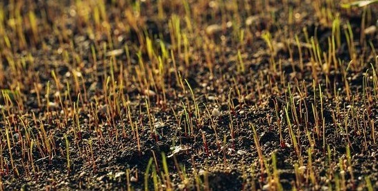 Grond waarin pas gezaaid gras opkomt.