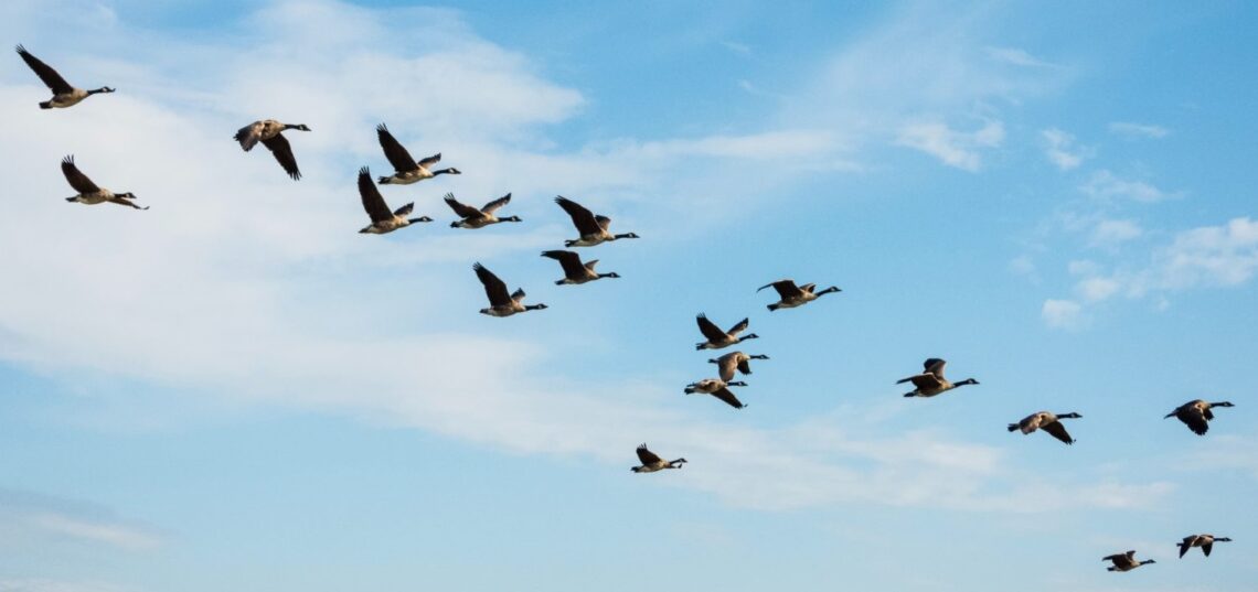 Vliegende vogels Vliegende vogels