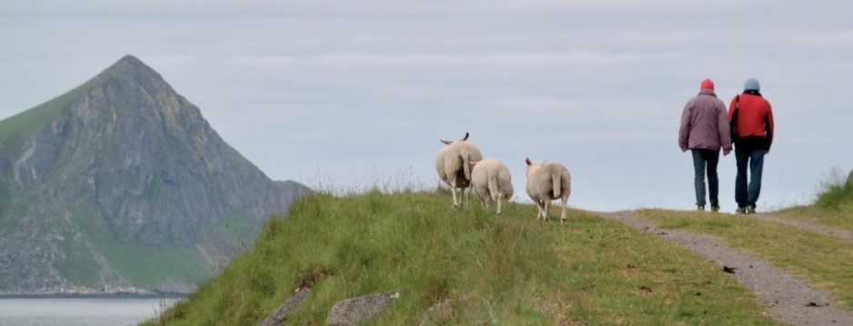 Twee personen lopen samen met drie schapen over een dijk