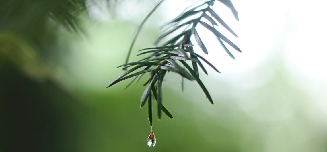 Een druppel in de vorm van een traan op een dennentak