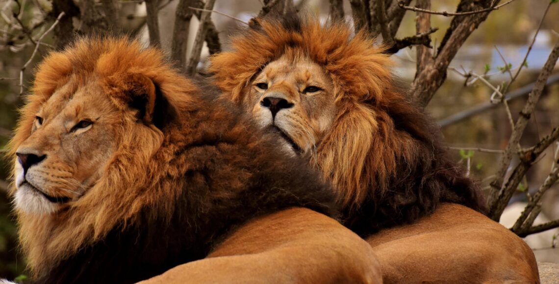 Twee leeuwen