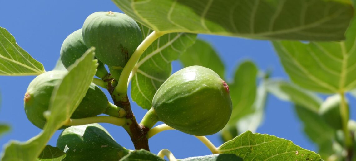 vijgenboom