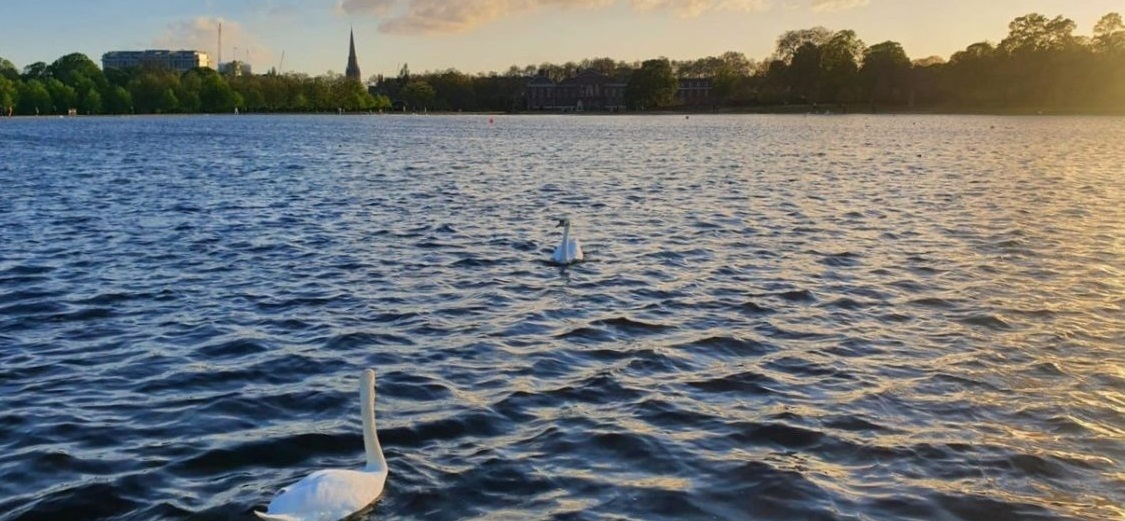 Twee zwanen die op een afstand van elkaar zwemmen