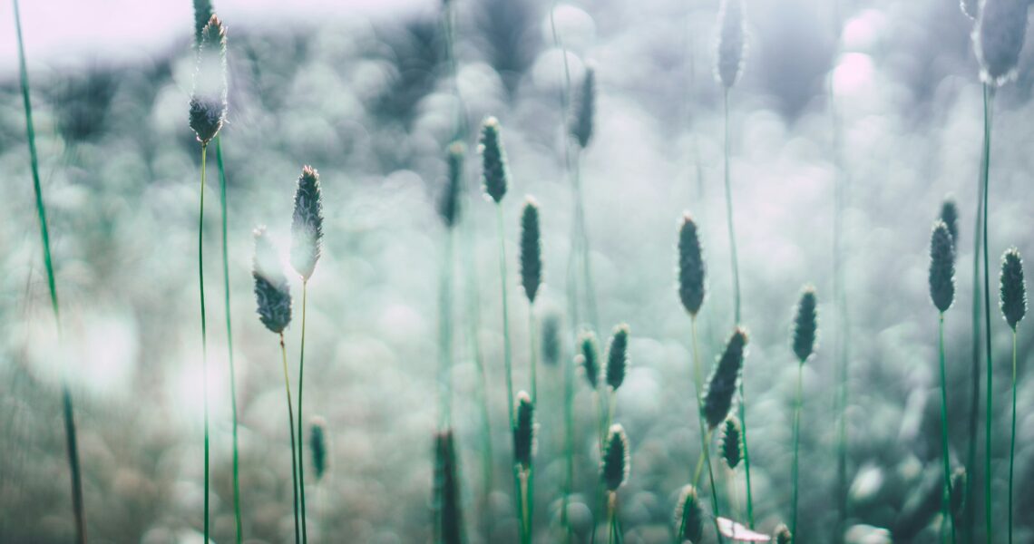 wuivend koren in de wind