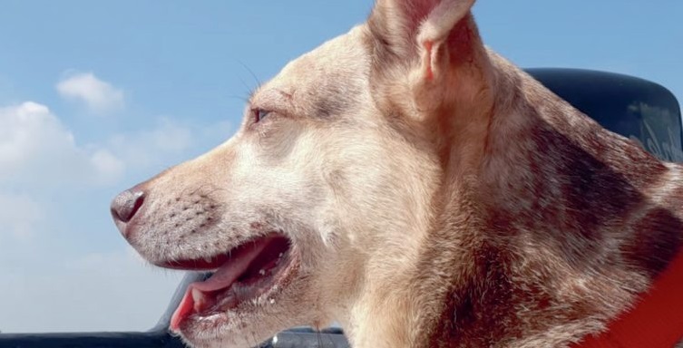 Een hond in de zon