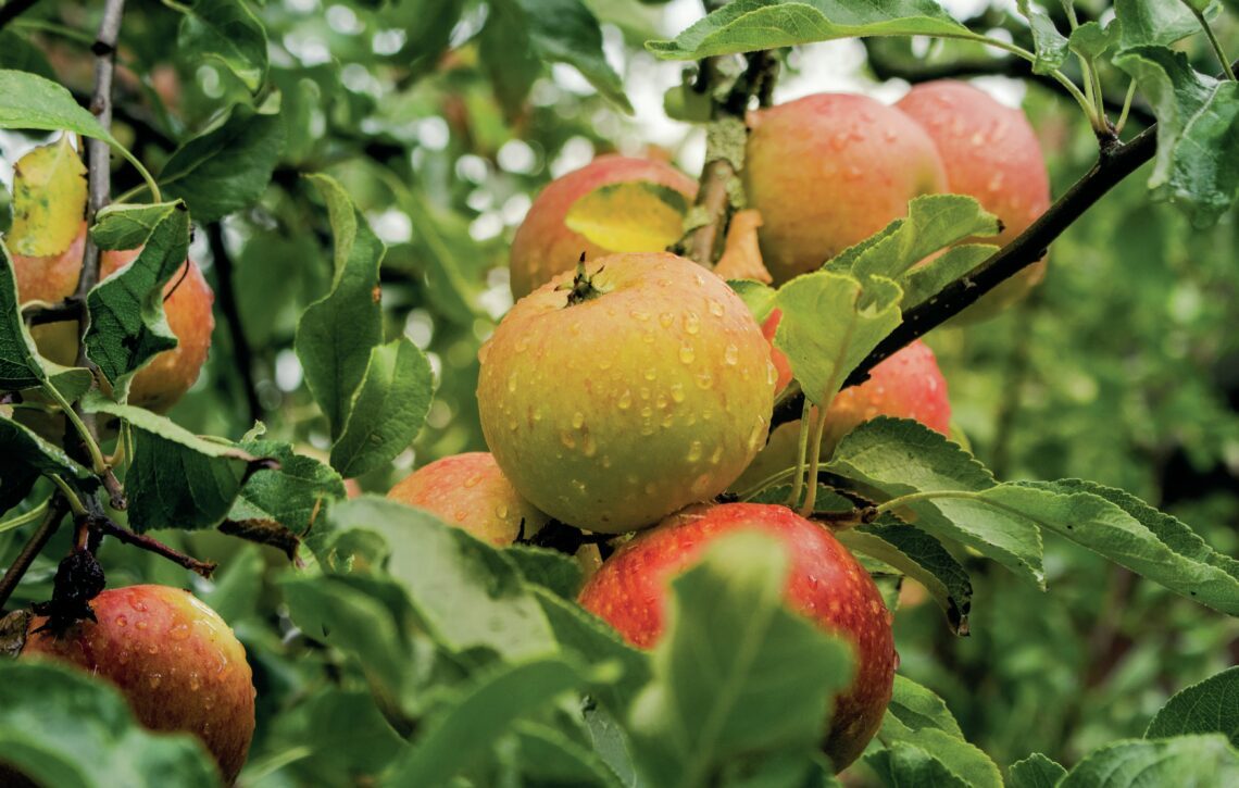 Appels Appels aan de boom