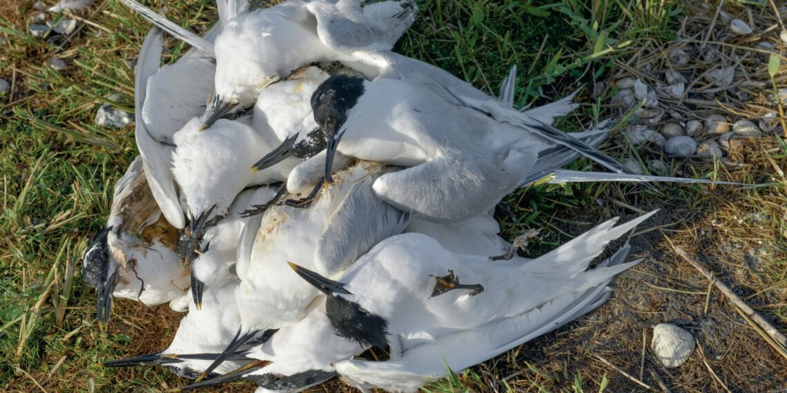 dode vogels dode vogels