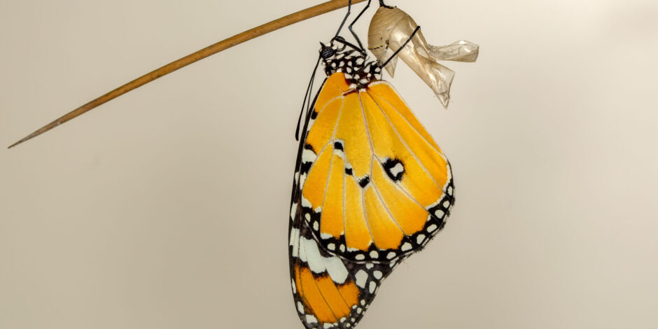 Monarchvlinder komt uit zijn cocon