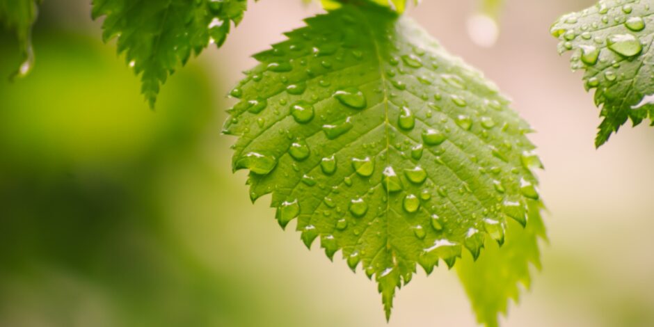 Groen blad met waterdruppels