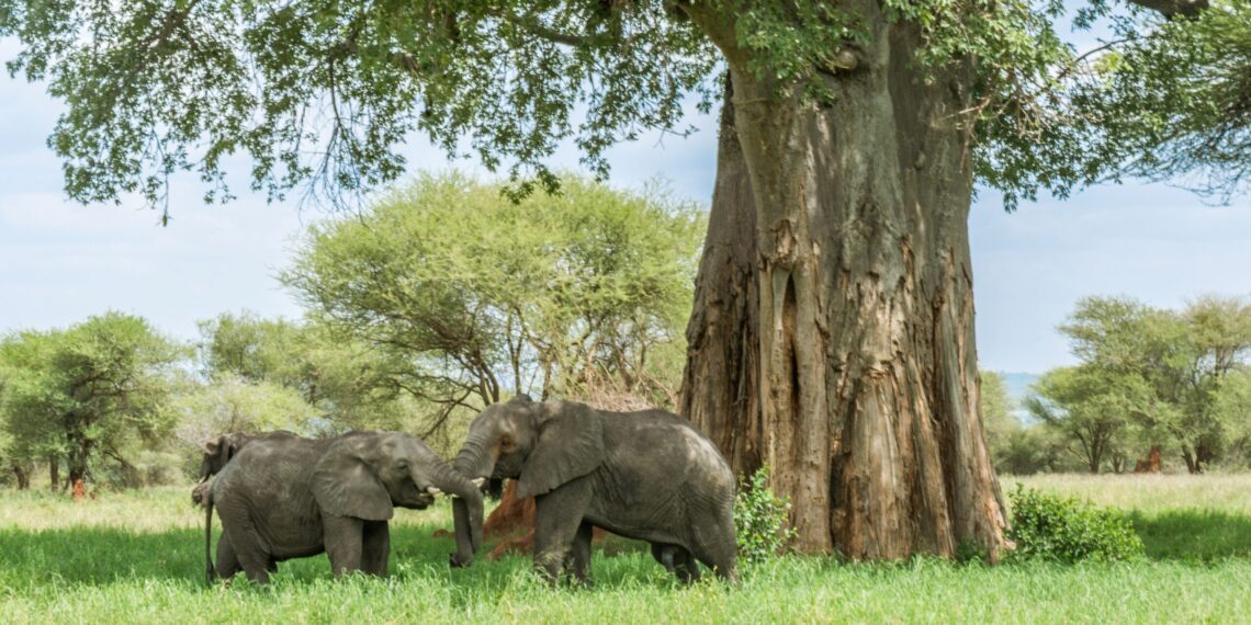 Olifanten in Afrika Olifanten in Afrika die onder een grote boom staan