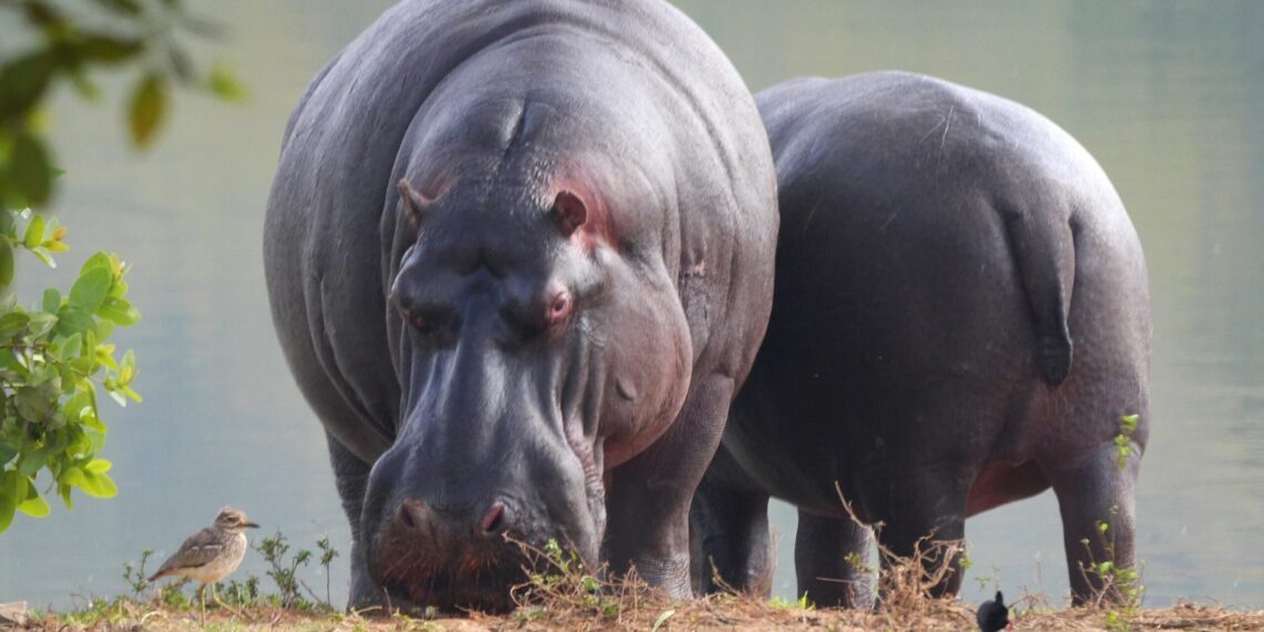 Twee nijlpaarden met daarnaast een musje