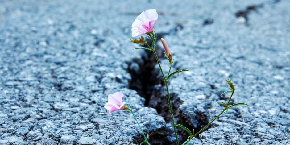Bloem die groeit tussen een spleet in de weg