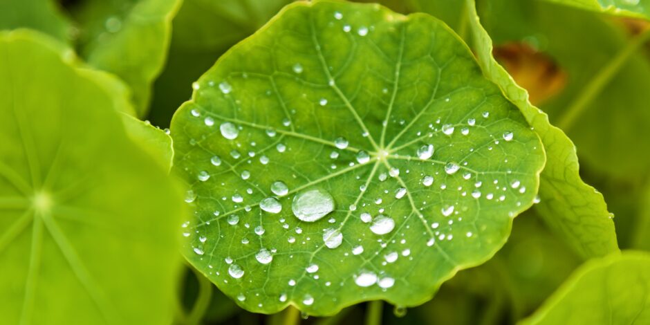 Groen rond blad met druppels water erop
