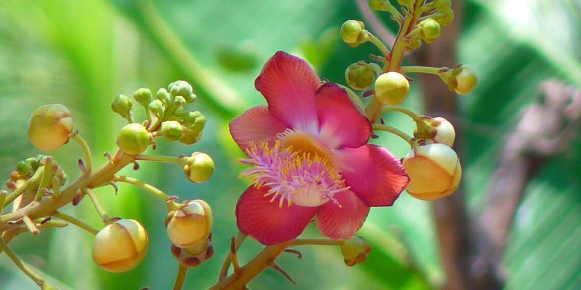 Bloem Bloem als teken van heiligheid