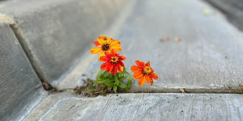 Bloemen die tussen de tegels groeien