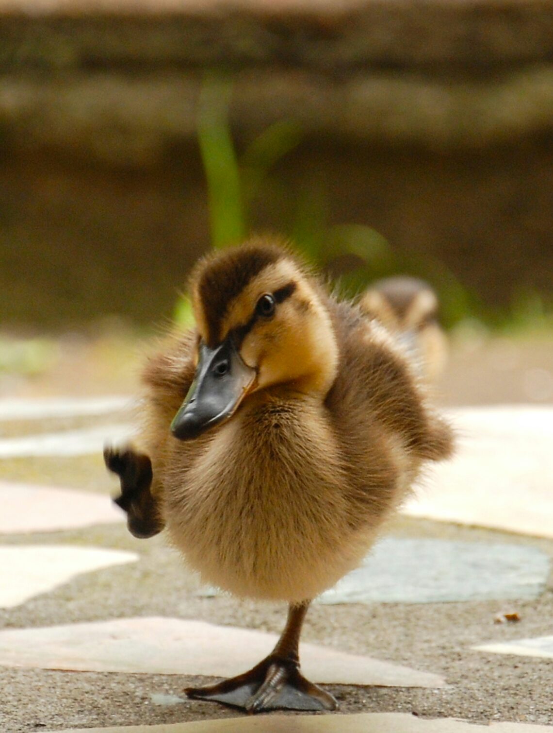 Baby eendje
