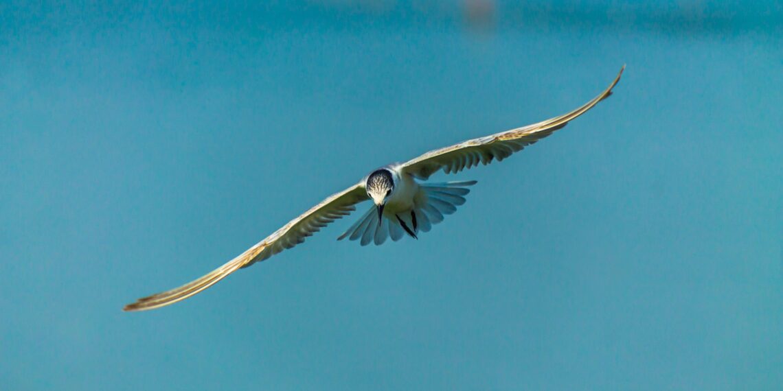 Vogel Vogel in de lucht