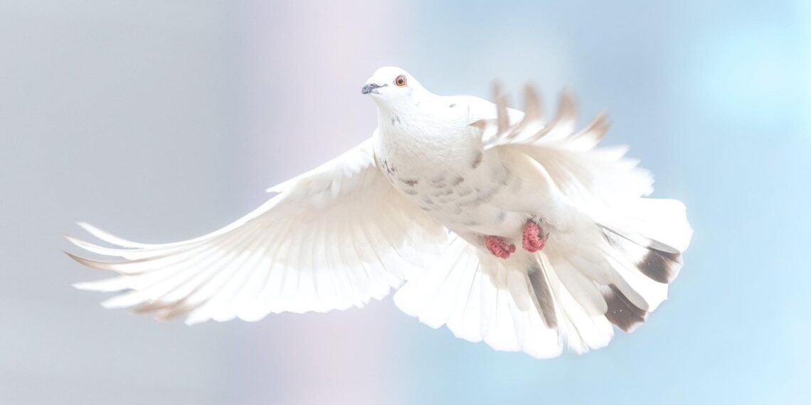 Duif Vliegende witte duif