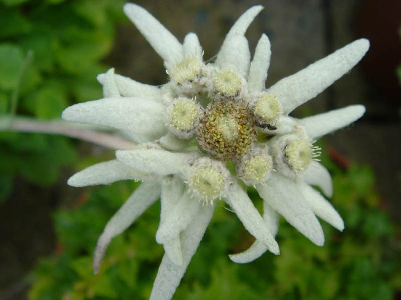 Edelweiss