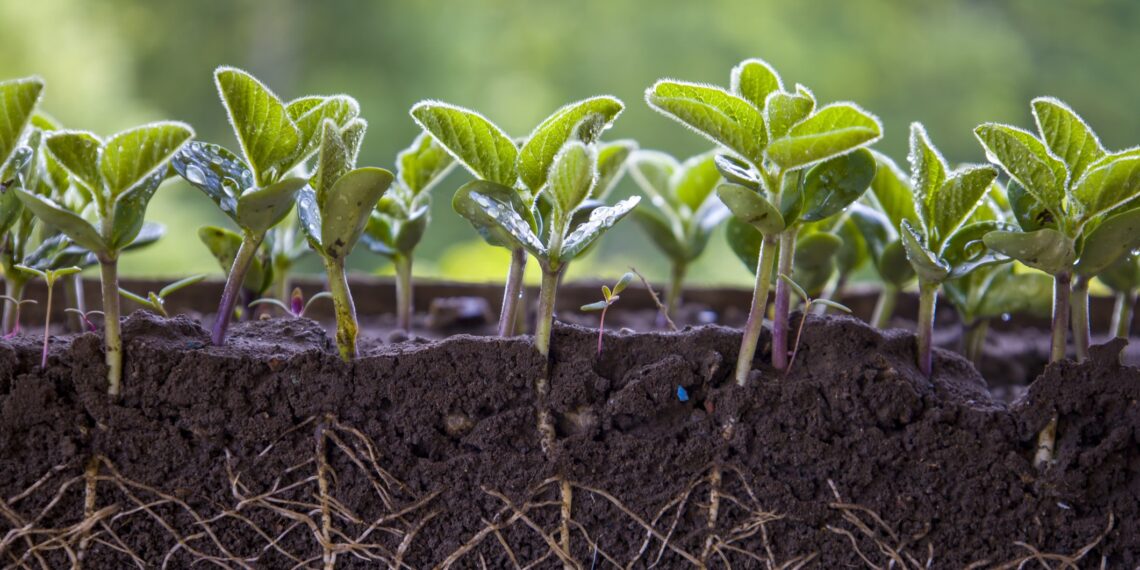 Jonge plantjes Jonge plantjes met wortels