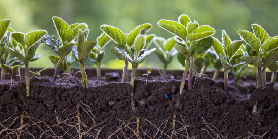 Jonge plantjes met wortels