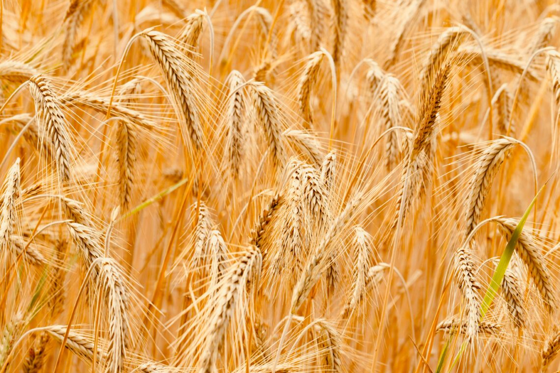 Graan veld