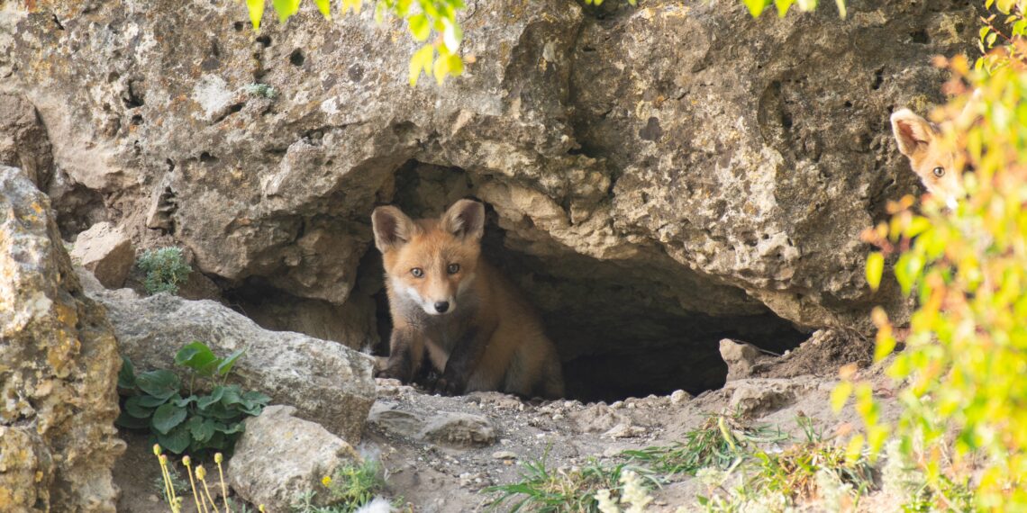Vos die uit een grot kruipt