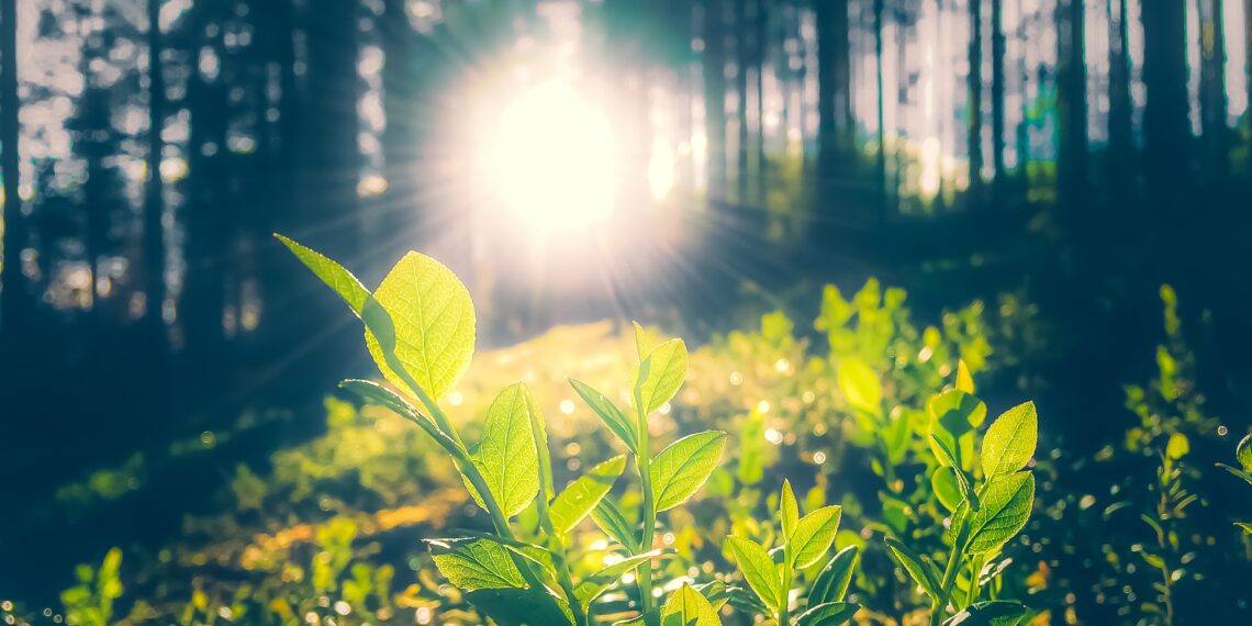 Bladeren in zonlicht