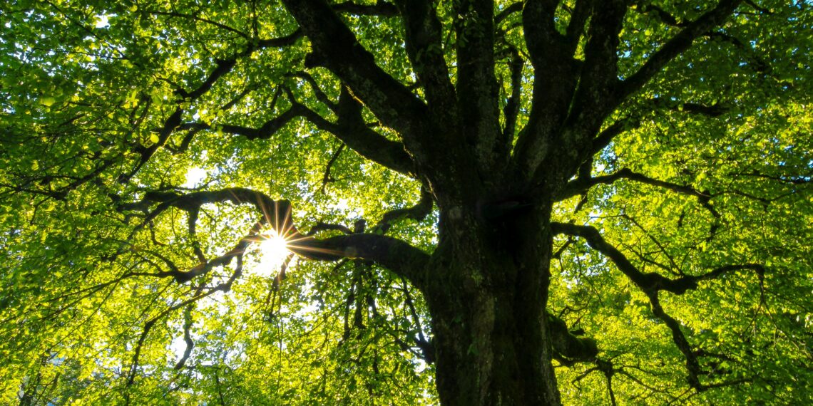 Zonlicht dat door de bomen schijnt