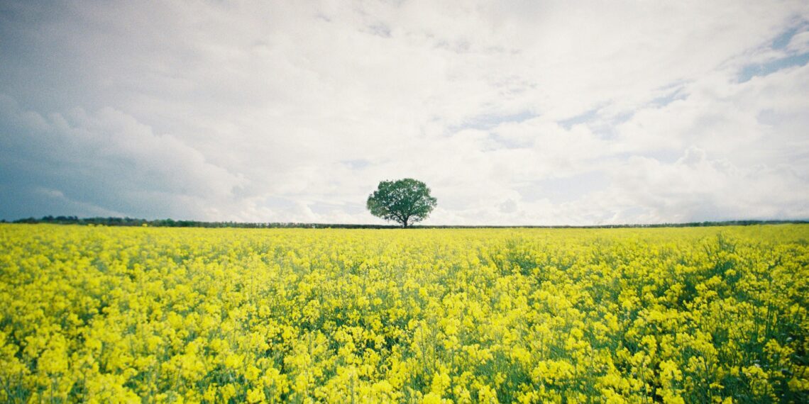 Boom in een veld vol bloemen