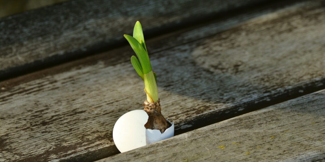 Bloem bol die aan het groeien is tussen houten planken
