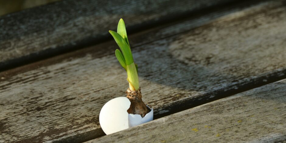 Bloem bol die aan het groeien is tussen houten planken