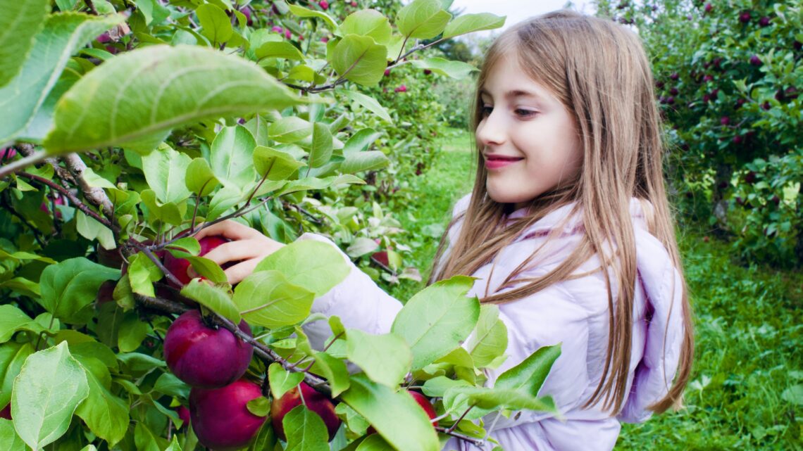 Meisje die appels aan het plukken is