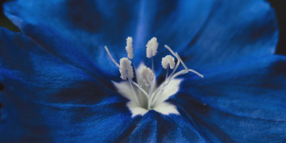 close up van een blauwe bloem