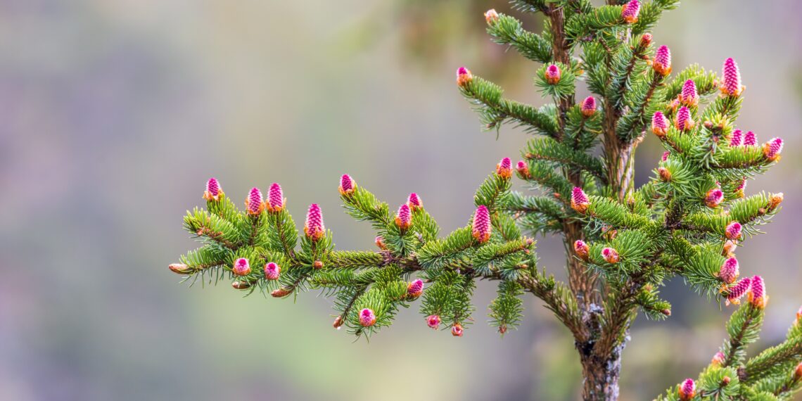Boom met roze dennenappels