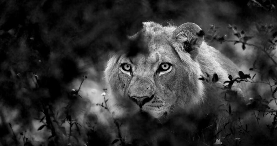 Zwart wit foto van een Leeuw in de bosjes