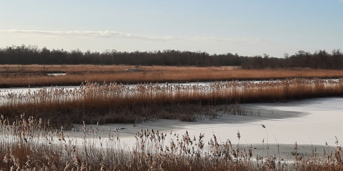 Bevroren meer met riet eromheen