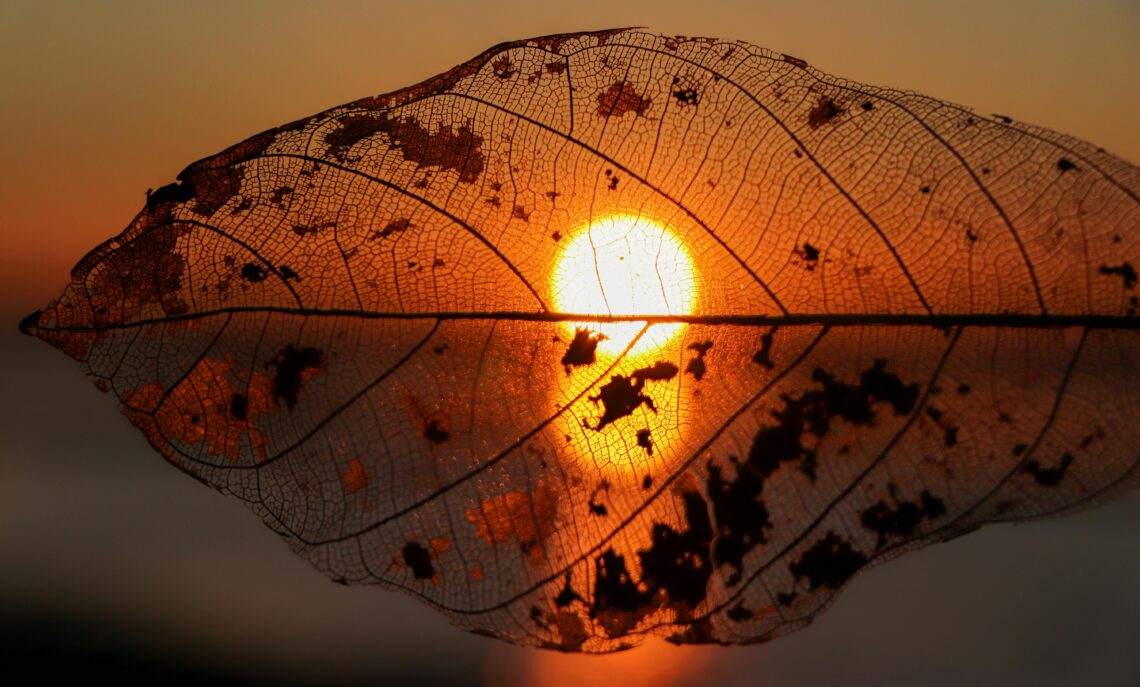 Boomblaadje bij zonsondergang