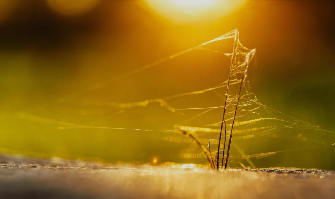 Spinnenweb op een takje