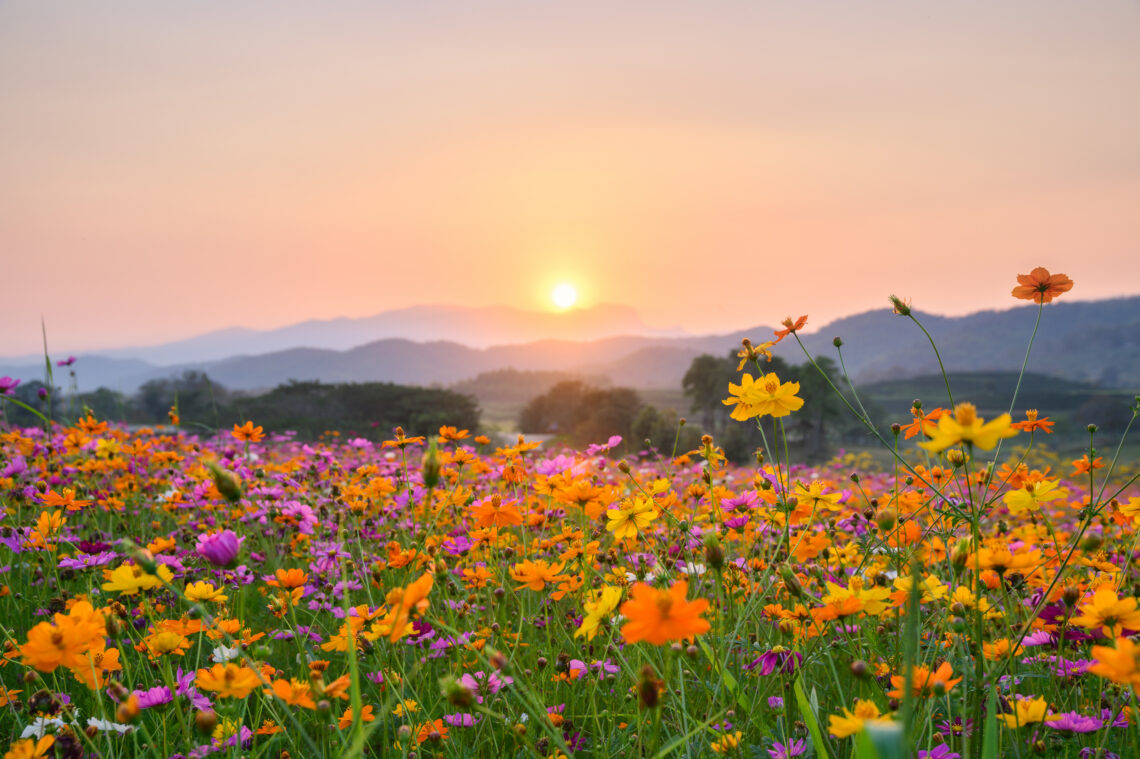 Bloemenveld tijdens zonsondergang
