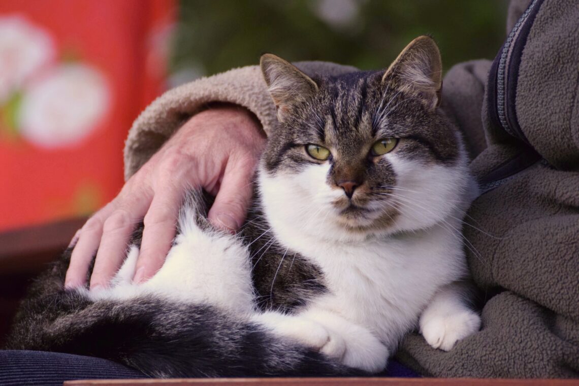 Kat die op schoot bij iemand zit