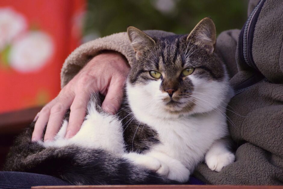 Kat die op schoot bij iemand zit