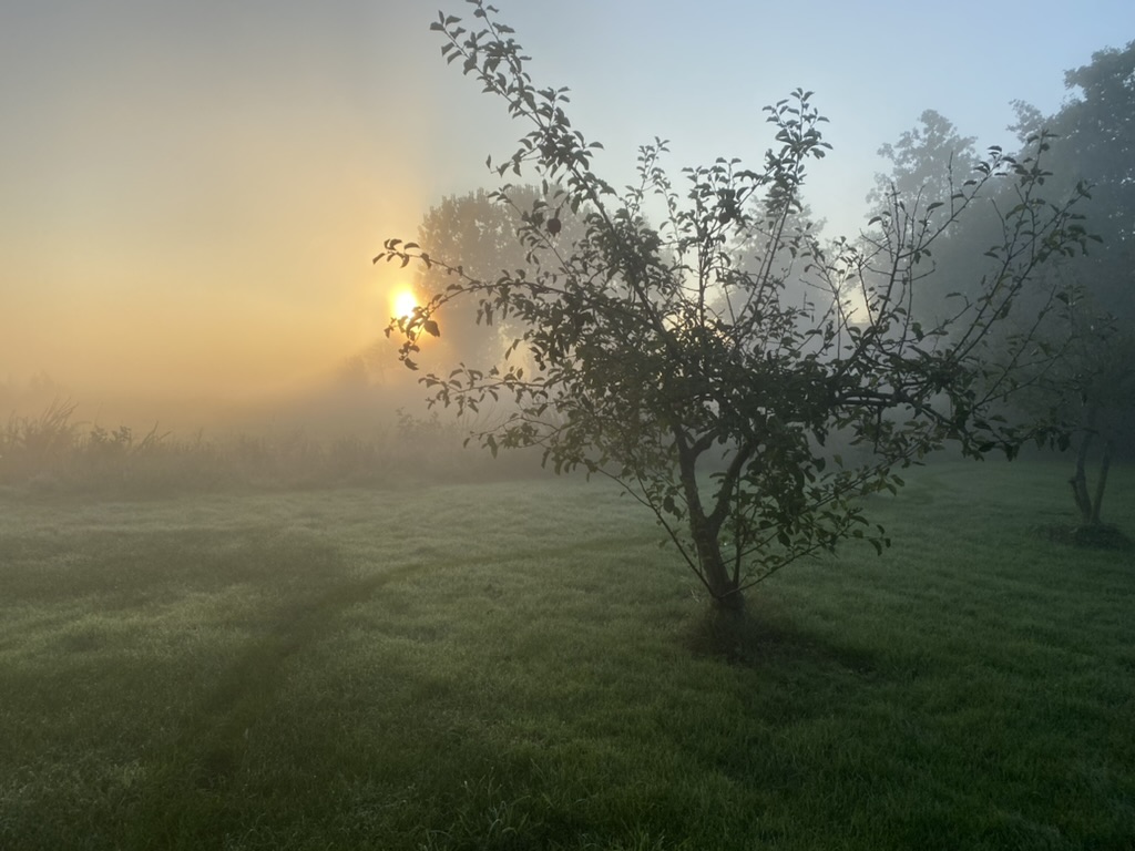 Mistige tuin met een boom in het midden van een grasveld, met zonsopkomst op de achtergrond