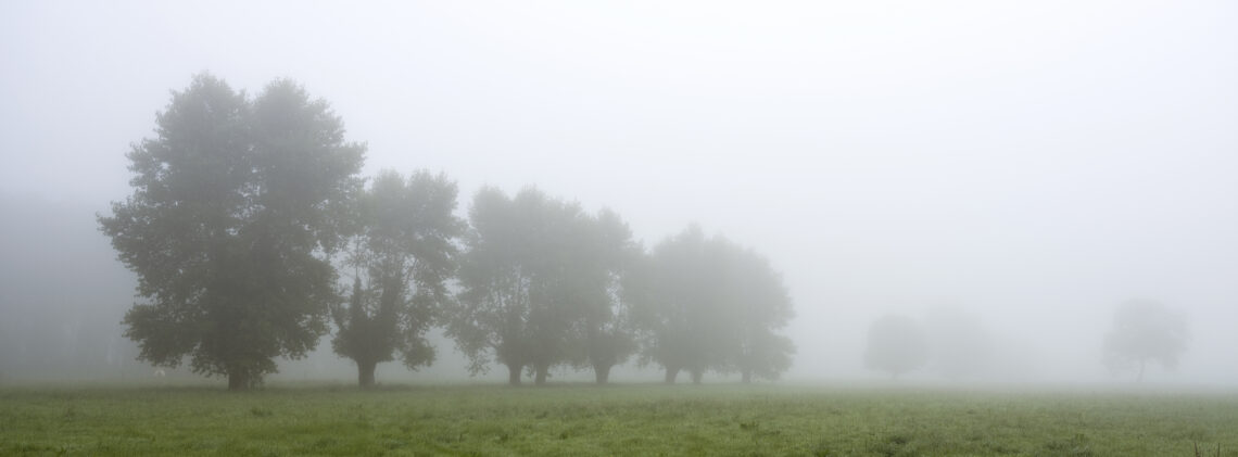 Bomen in een weiland in de mist