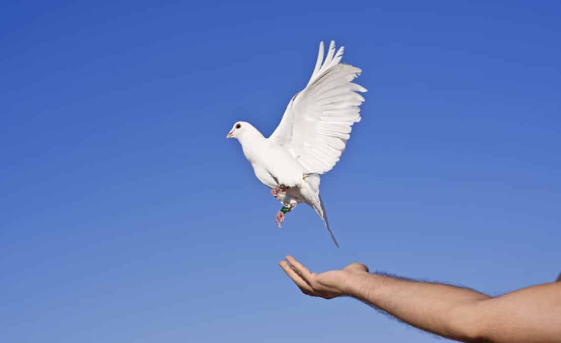 Witte duif die vrijgelaten wordt