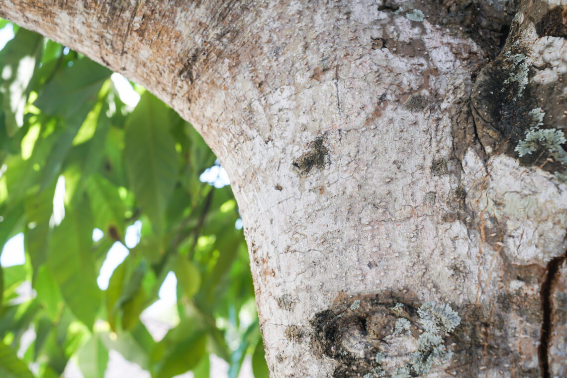 Close-up of fresh green leaves on tree branches with soft sunlight filtering through, creating a calm natural background with a bright airy feel.