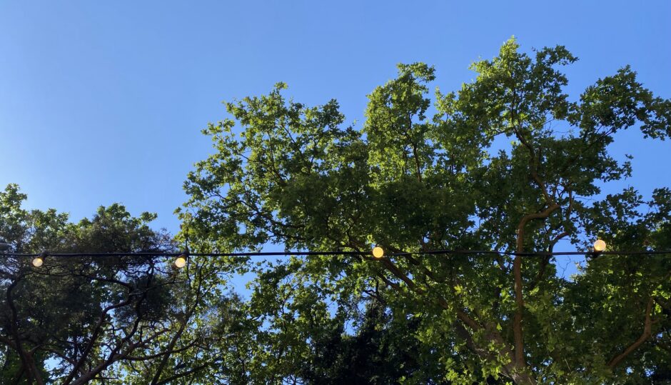Bomen met lampjes en blauwe lucht op de achtergrond