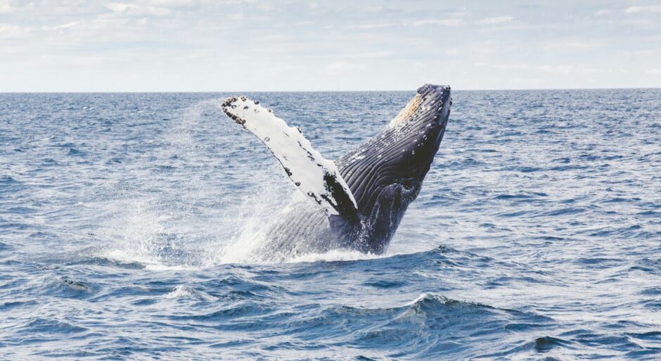Walvis die uit het water springt