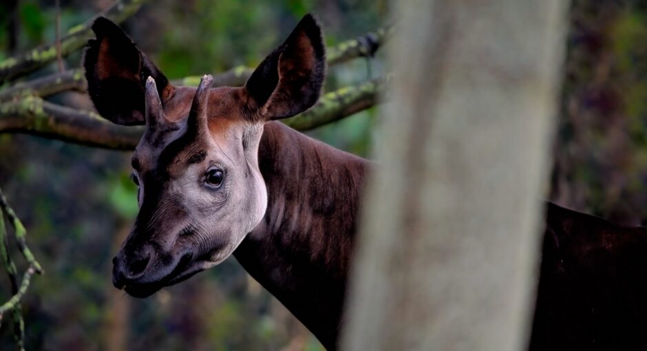 Foto van een okapi die je vanuit het bos recht aankijkt