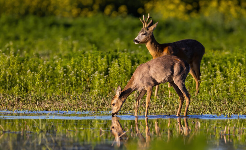 Twee hertjes die in een plas staan. Een hertje is aan het drinken.